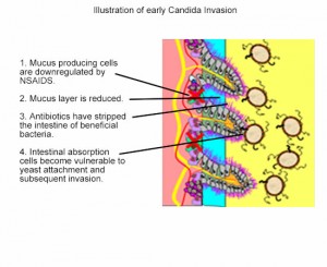 candida